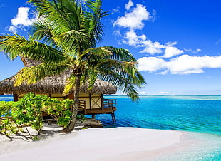 coconut tree near wooden house at the beach, palm trees, beach, tropical, sea HD wallpaper