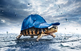 digital photo of brown turtle with blue cap during rain