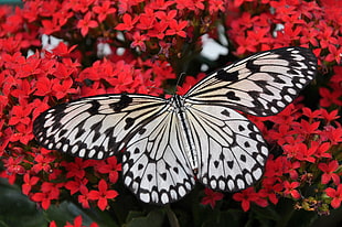 white and black butterfly on red flowers