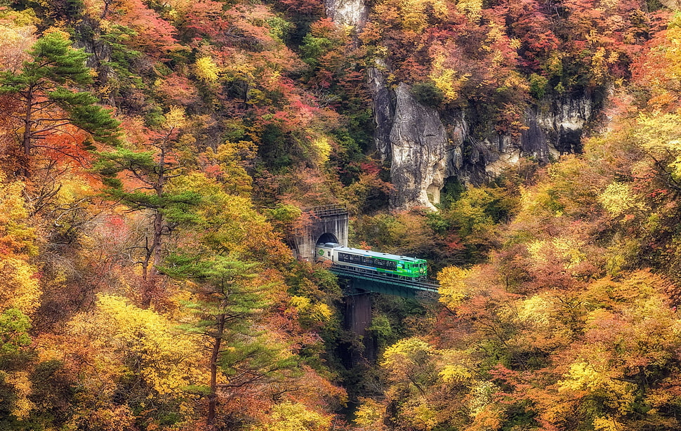 green train, landscape, fall, nature, HDR HD wallpaper