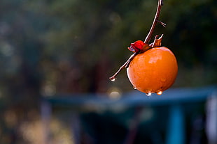 close up photography of round orange fruit