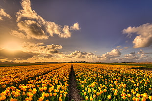 yellow tulip flowers plantation