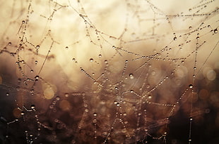 water drops, macro, depth of field, spiderwebs HD wallpaper