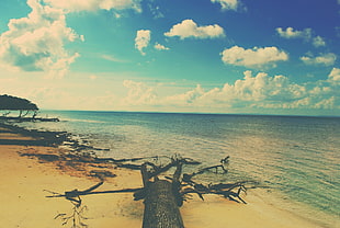 black tree log, beach, sea, sky, trees HD wallpaper