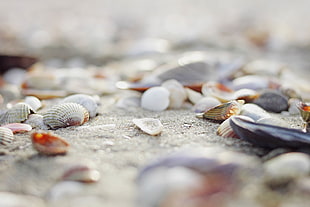selective focus photography of sea shells