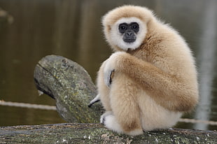 brown and black primate on tree runk