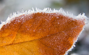 selective focus photography of brown leaf with icicles