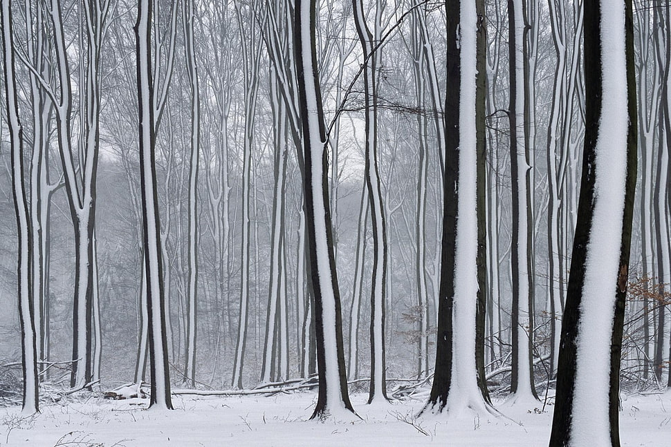 black and white window curtain, forest, snow, winter HD wallpaper