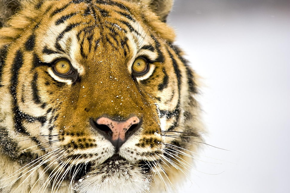 close-up photo of tiger face HD wallpaper