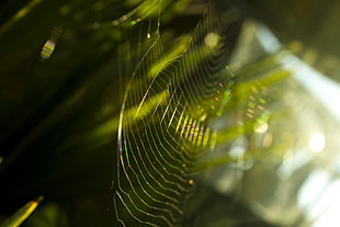 clear spider web, nature, green, spiderwebs, bokeh HD wallpaper