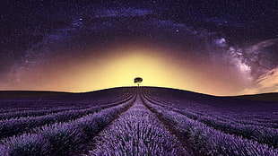 silhouette of tree on purple flower field, landscape