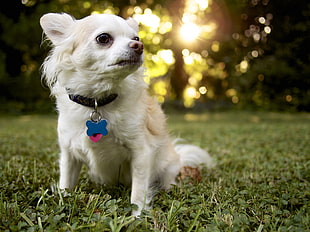 white long-haired Chihuahua dog on green grass