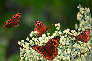 selective focus photography of brown butterflies, buckeye, butterfly