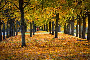green and brown trees with leaves on ground, uppsala HD wallpaper