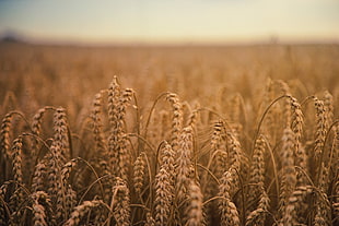 rye field, Ears of corn, Field, Ripe