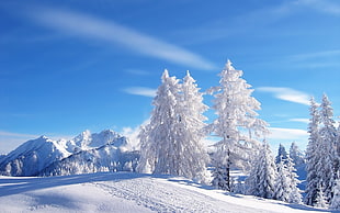 white pine trees, winter, snow, snowy peak