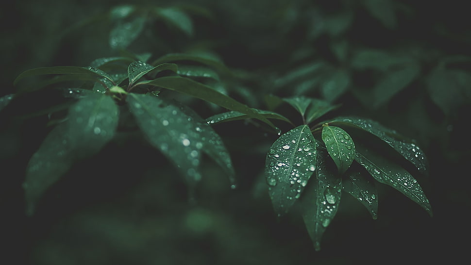 selective focus photograph of leaves with water dew HD wallpaper