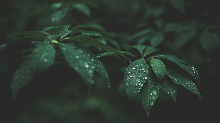 selective focus photograph of leaves with water dew