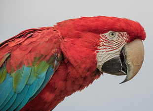 red and teal parrot with white background, green wing macaw