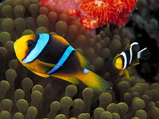 two orange-black-and-blue clown fishes, sea, underwater, sea anemones, fish HD wallpaper