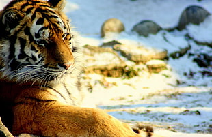 close up photo of Bengal Tiger HD wallpaper