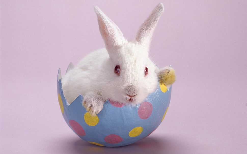 white rabbit Easter egg wallpaper HD wallpaper
