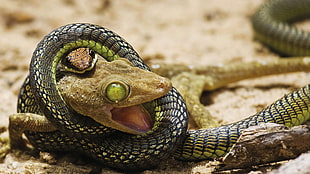 gecko and snake, snake, lizards, green eyes, digital art HD wallpaper