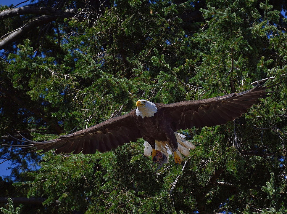American Eagle HD wallpaper