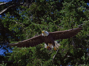 American Eagle