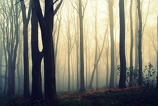 photography of a foggy forest