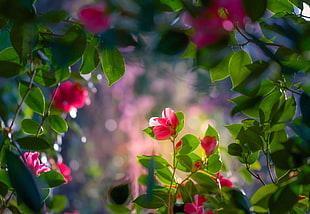 red mandevilla flowers, nature, flowers