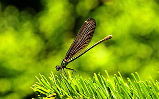 brown and green dragon fly with green grass wallpepr HD wallpaper