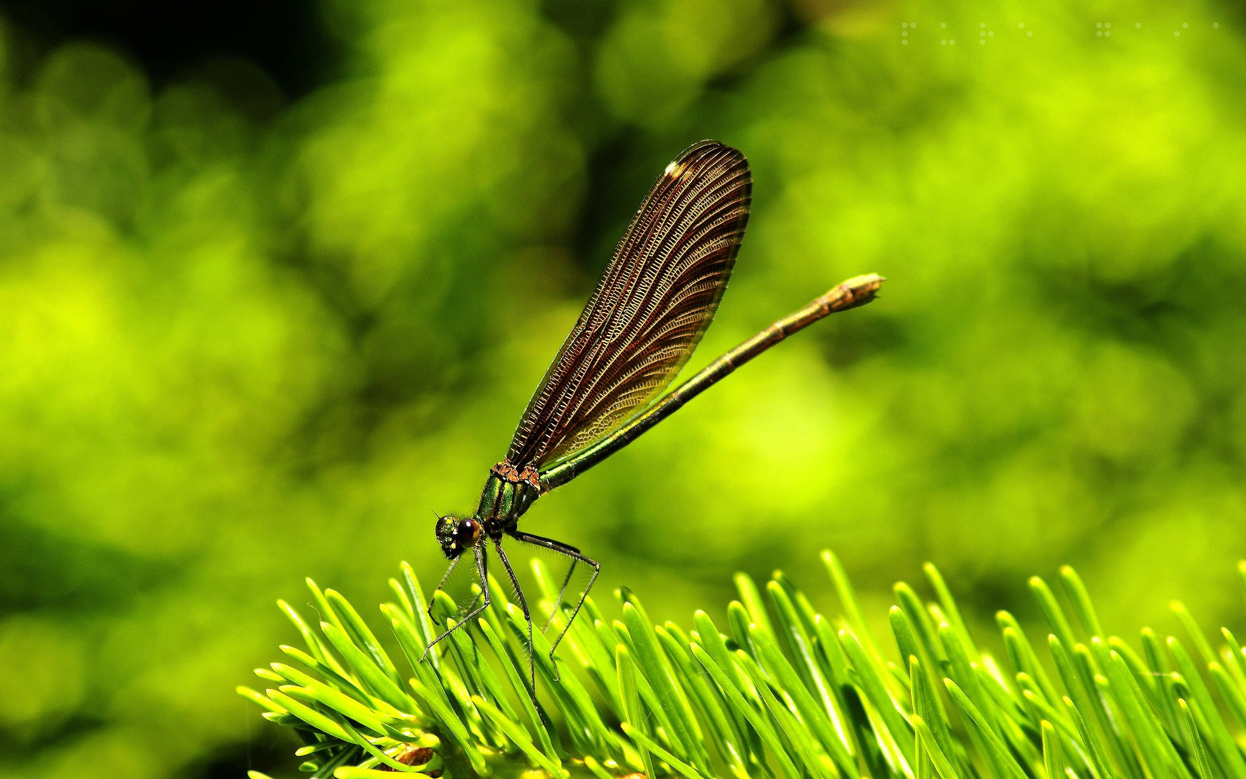 brown and green dragon fly with green grass wallpepr