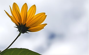 yellow daisy flower in closeup photo