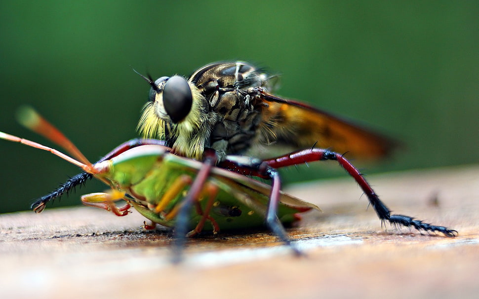 red fly, animals, macro, flies, insect HD wallpaper