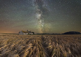 wheat field near shack during night time painting HD wallpaper