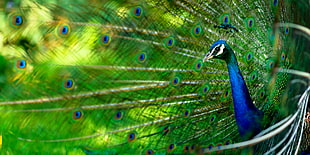 green and blue peacock, chicken