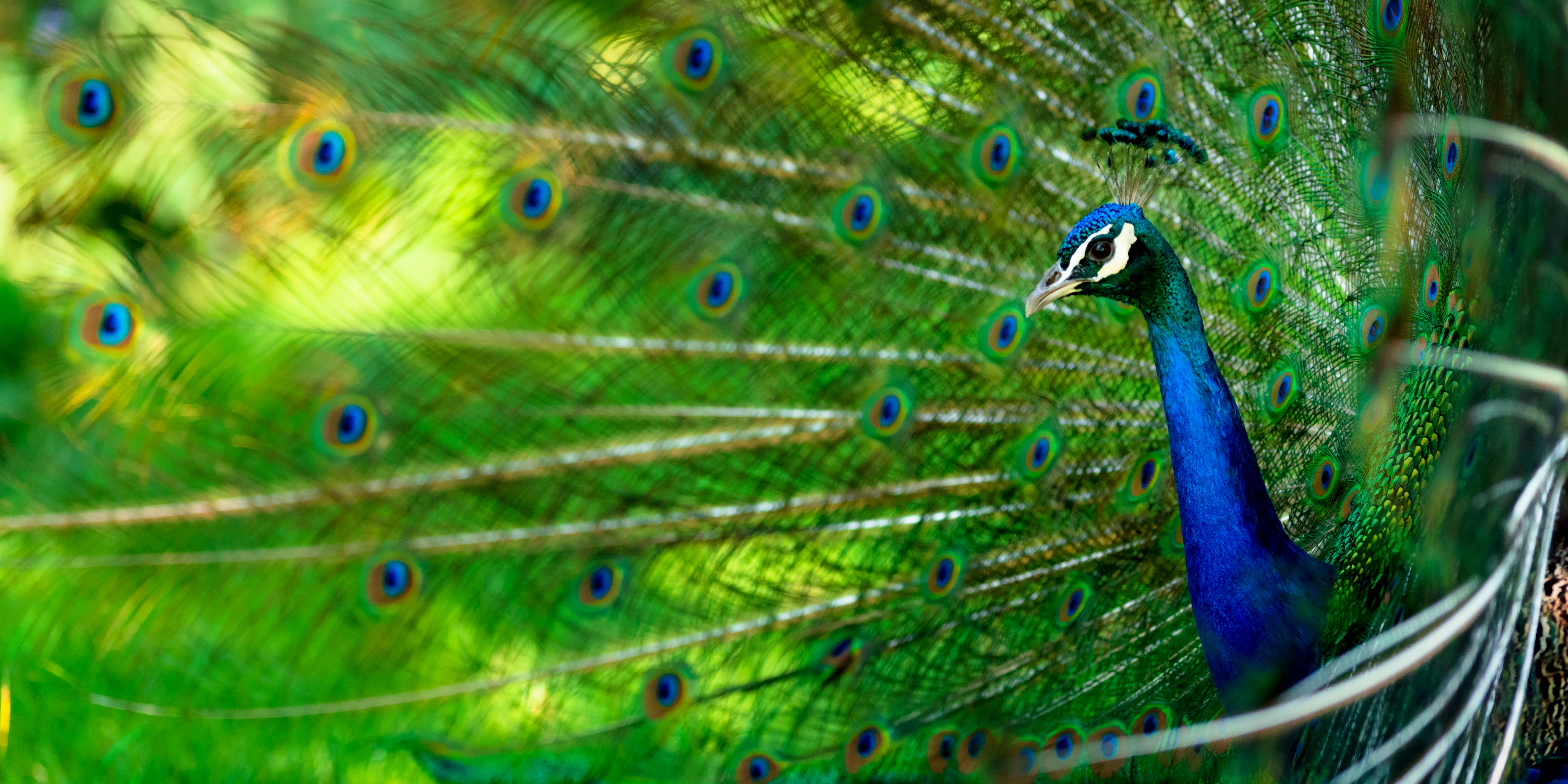 Green and blue peacock, chicken HD wallpaper | Wallpaper Flare