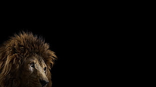 brown lion on black background