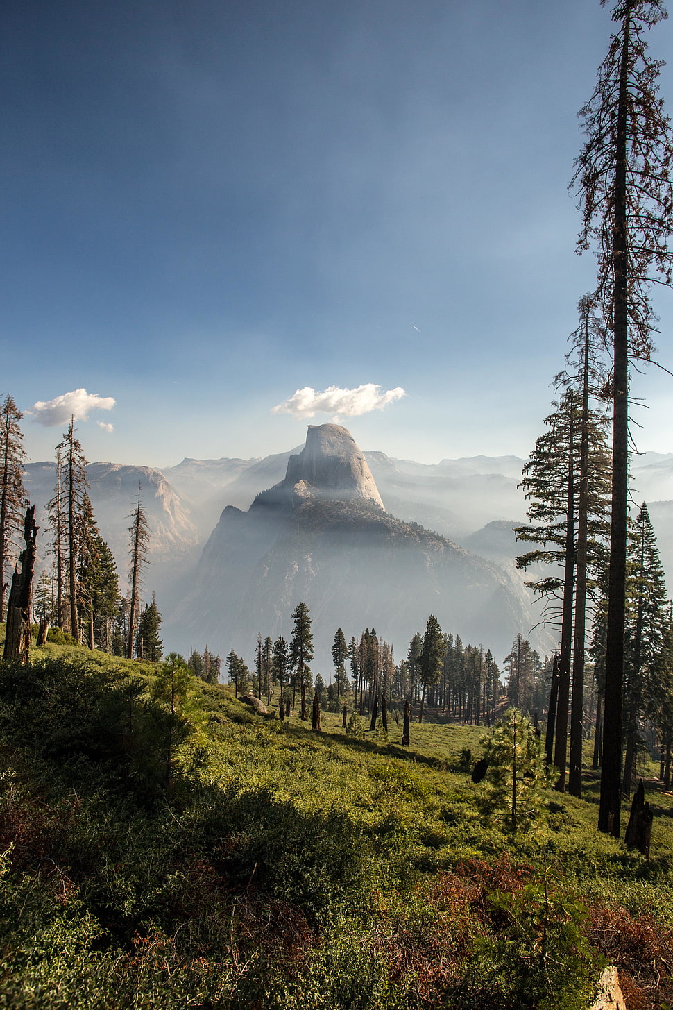 tall pine trees, Panorama Trail, Yosemite National Park, California, nature HD wallpaper