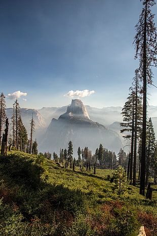 tall pine trees, Panorama Trail, Yosemite National Park, California, nature HD wallpaper