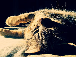 gray Tabby Kitten lying in beige surface HD wallpaper