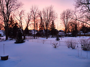 houses with snow cover field