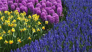 pink, yellow, and purple petaled flowers during daytime