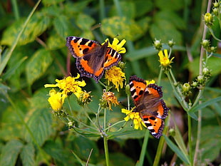 two red and black butterflies on yellow petal flowers