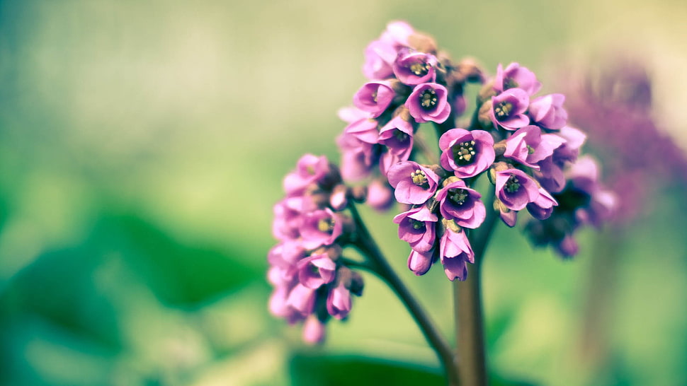 pink cluster flowers selective-focus photo HD wallpaper