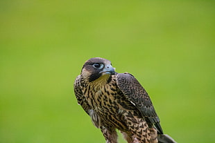 close-up photo of brown falcon