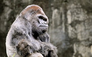 animal photography of gorilla HD wallpaper