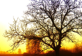 silhouette of tree during golden hour HD wallpaper