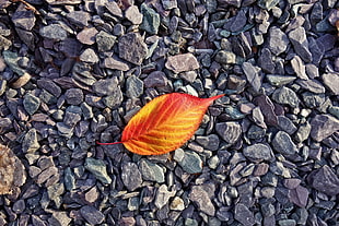 orange ovate leaf, Leaf, Stones, Autumn